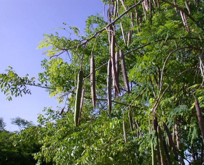 moringa11